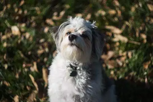 doodles n poodles love your dog doodles n poodles love your dog