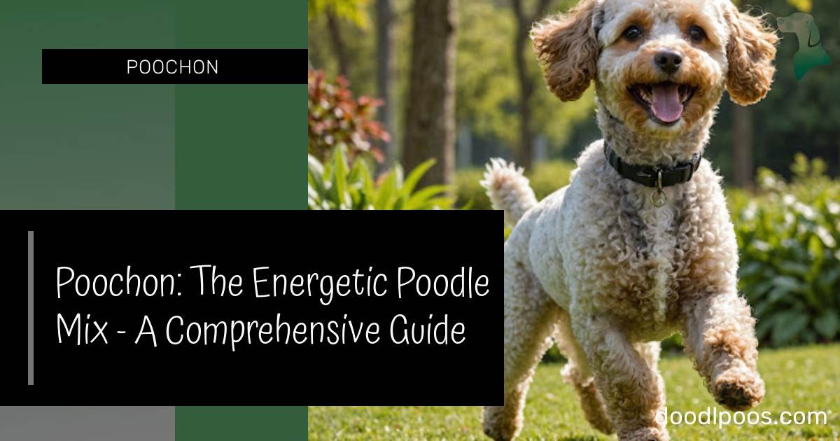 Poochon Energy: The Energetic Poodle Mix - A Comprehensive Guide