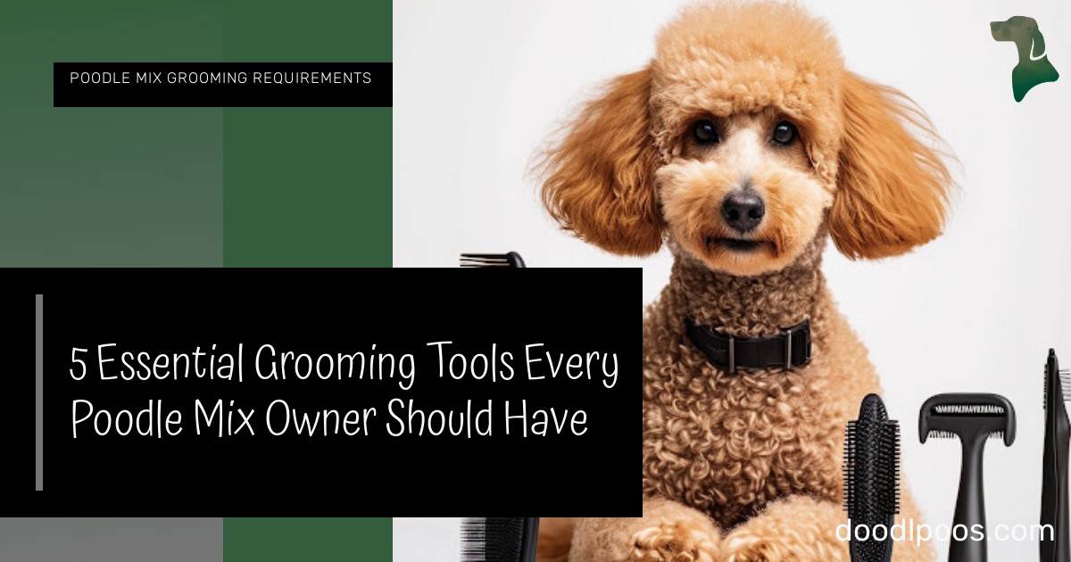 How to Groom a Poodle Mix? - PatchPuppy.com