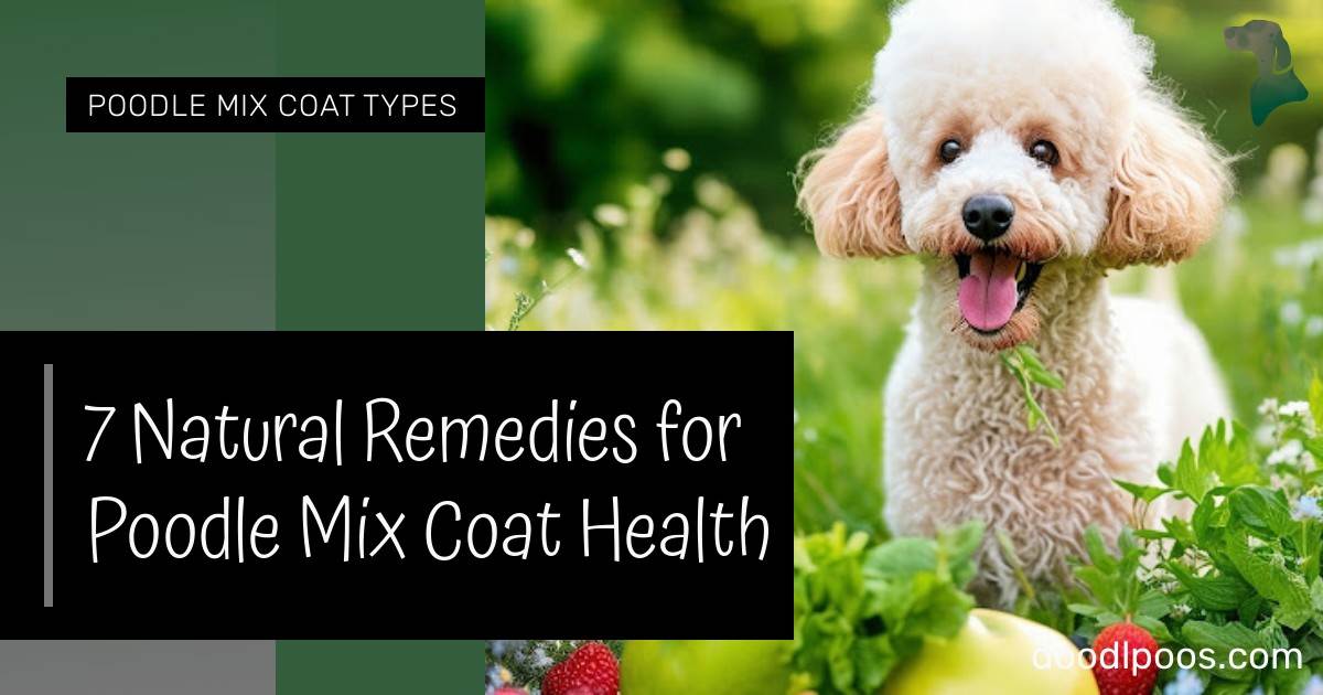 Thumbnail for Poodle Mix Healthy Coat Remedies