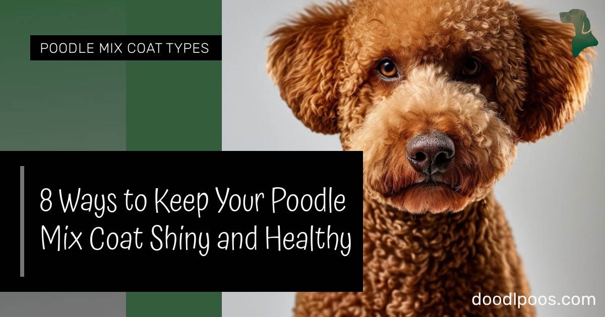 View of 8 Ways to Keep Your Poodle Mix Coat Shiny and Healthy