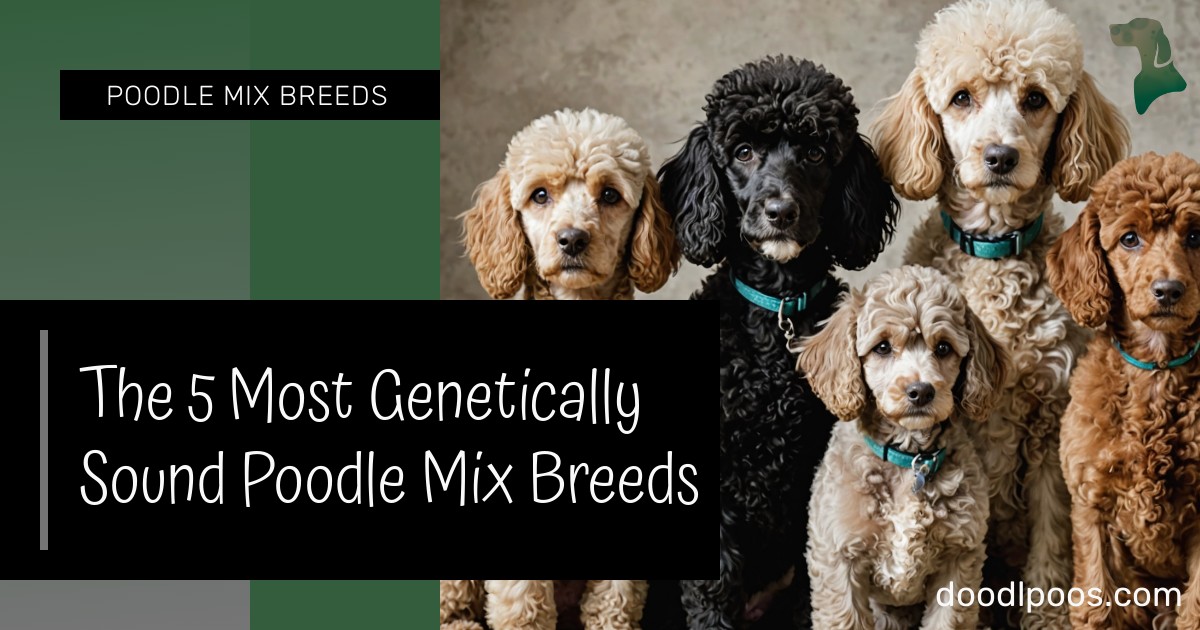 The 5 Most Genetically Sound Poodle Mix Breeds