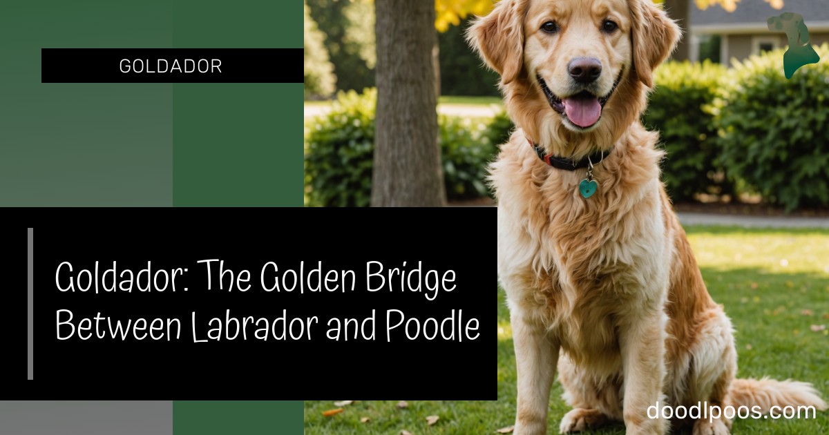 Labrador Bridge Goldador: The Golden Bridge Between Labrador and Poodle